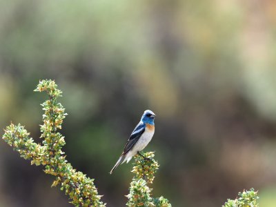 Lazuli Bunting 1