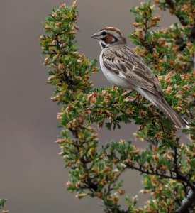 Lark Sparrow 3 crop photo