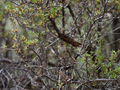 Brewer’s Sparrow