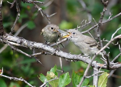 Grey Flycatcher and Juvenile