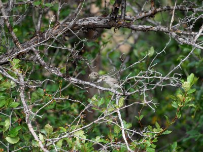 Grey Flycatcher
