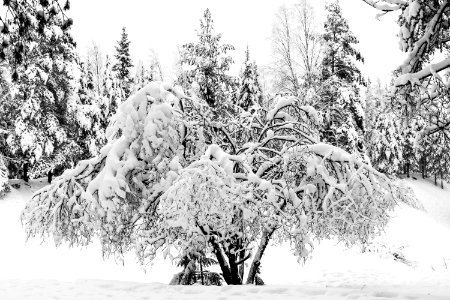 Fresh snow covering a tree.
