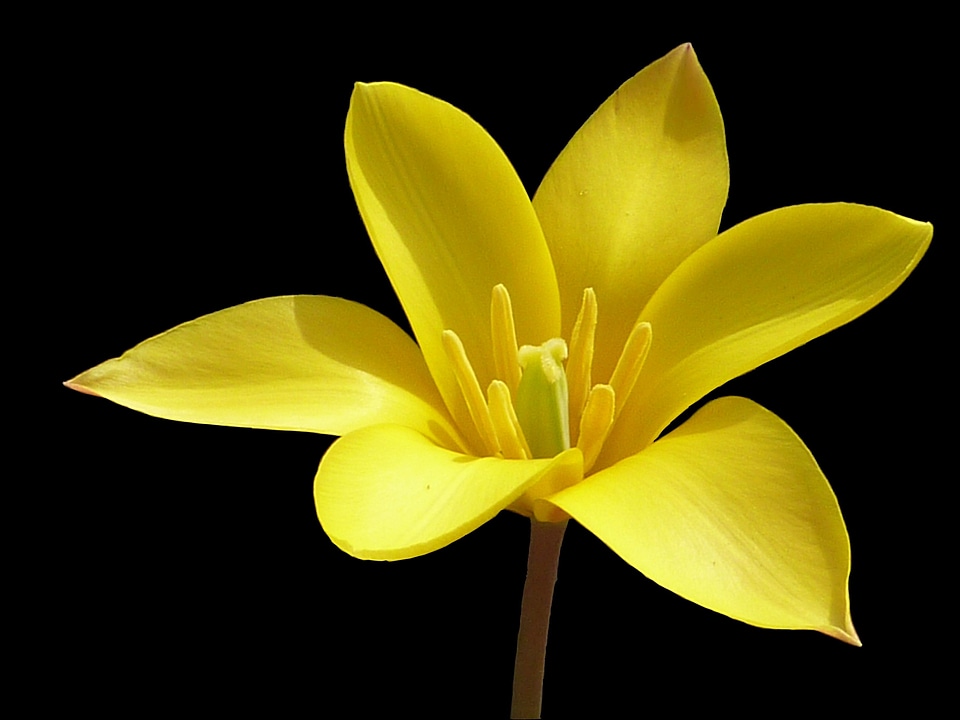 Tulip yellow chrysantha