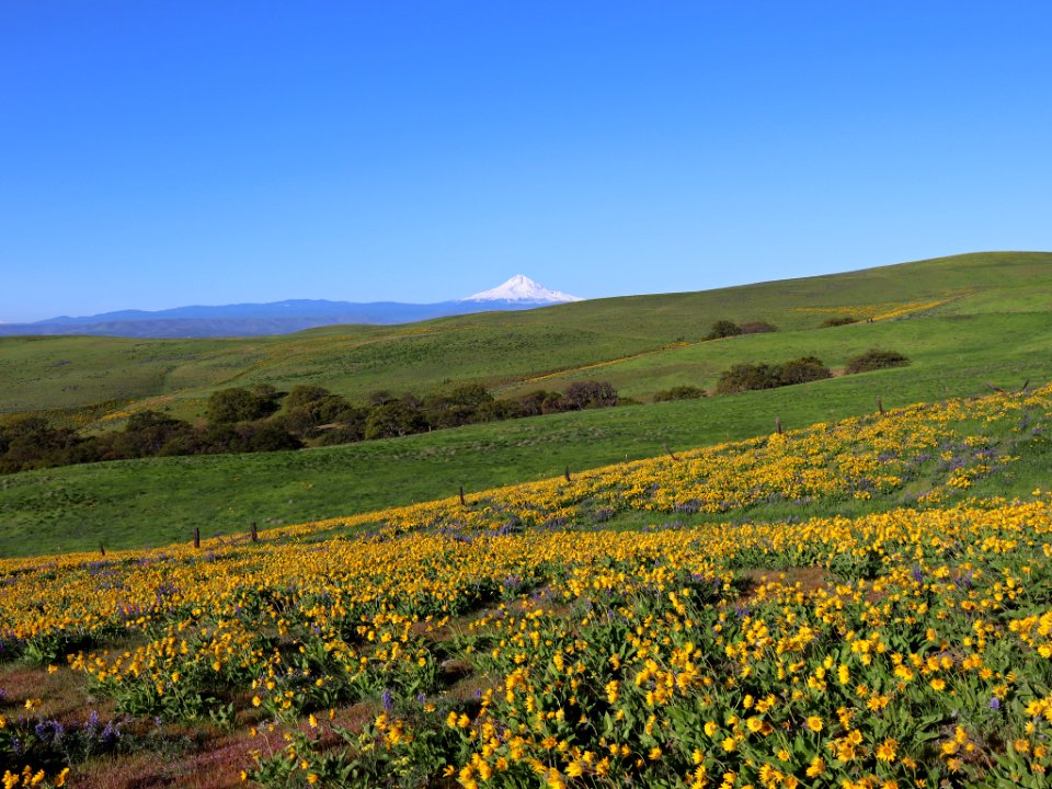 Dalles Mountain Ranch in WA