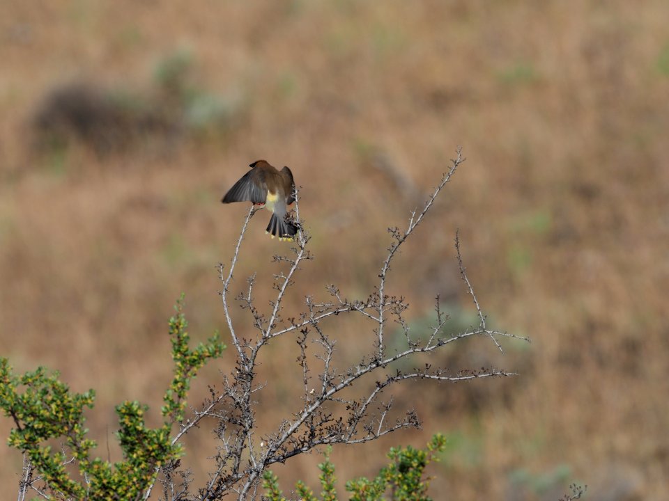 Cedar Waxwing