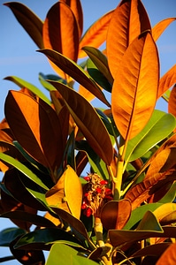Green orange russet