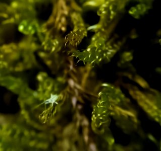 Moss with tiny insect photo