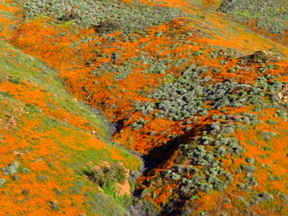 Wildflowers at Walker Canyon in CA