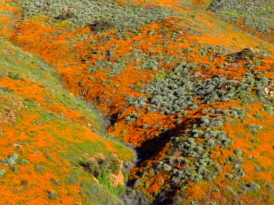 Wildflowers at Walker Canyon in CA photo