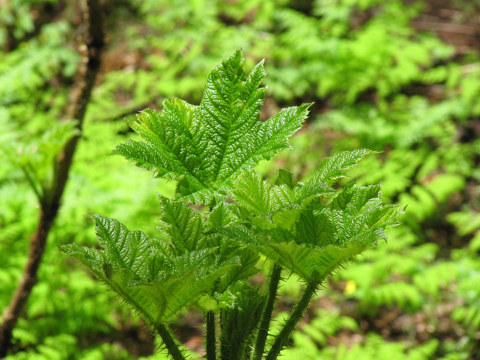 Nature plants sheet