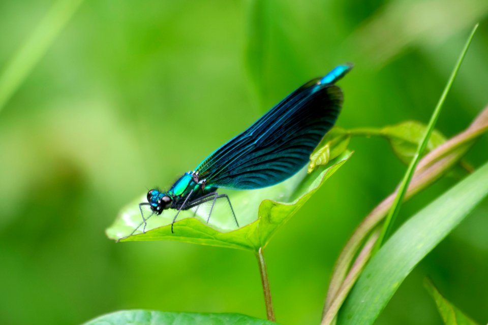 Marmoset Dragonfly