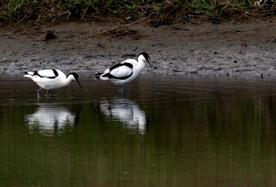 Avocetts (Recurvirostra avosetta), Hallig Langeness