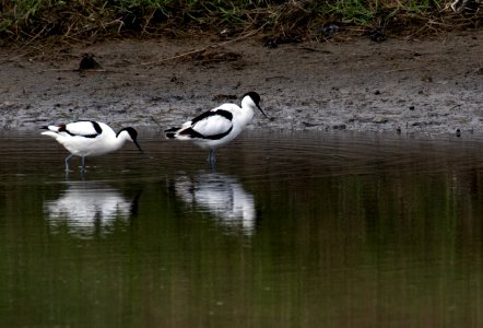 Avocetts (Recurvirostra avosetta), Hallig Langeness