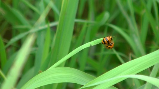KUMBANG KECIL ORANYE-LADYBIRD TRANSVERSE (Coccinella transversalis)