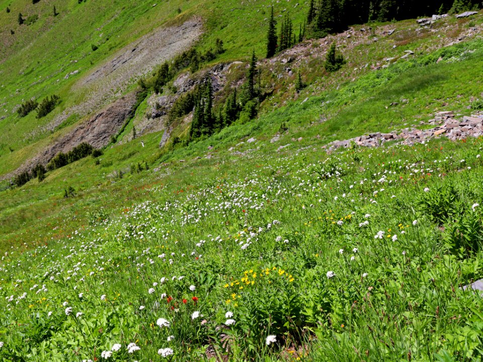 Goat Rocks Wilderness in WA