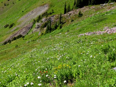 Goat Rocks Wilderness in WA