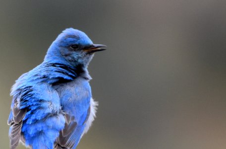Mountain Bluebird Preen