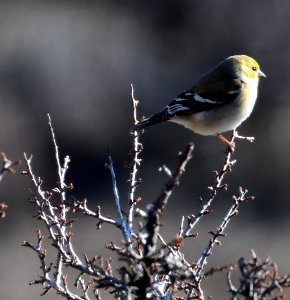 Goldfinch Winter