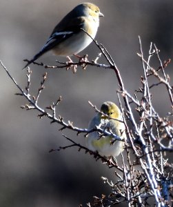 Goldfinch Winter