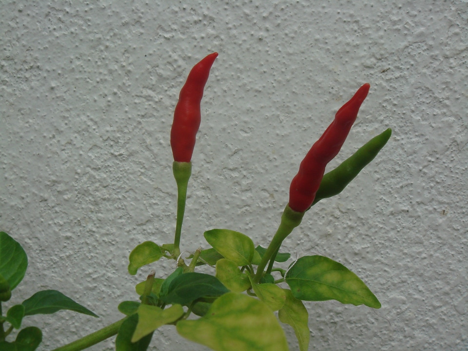 Organic growing plant