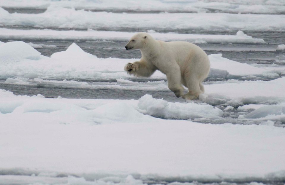 Polar bear jumping
