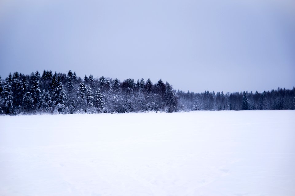 Snowy forest scene.