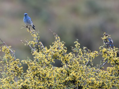 Mountain Bluebird