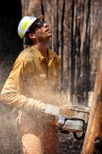 US Task Force faller cutting hazard trees