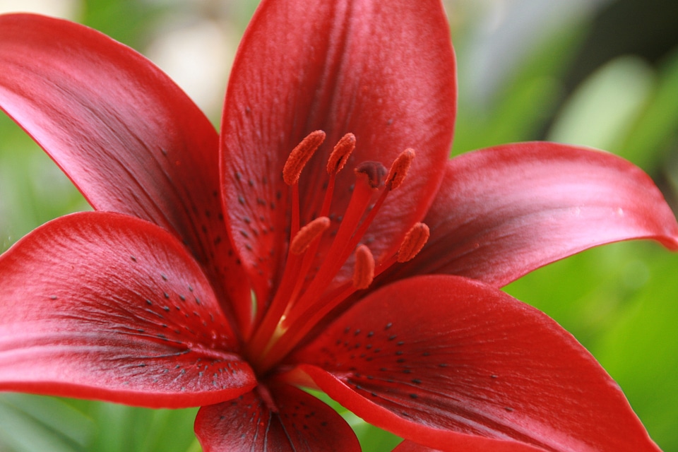 Flower blossom summer