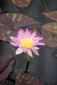 Aquatic purple water