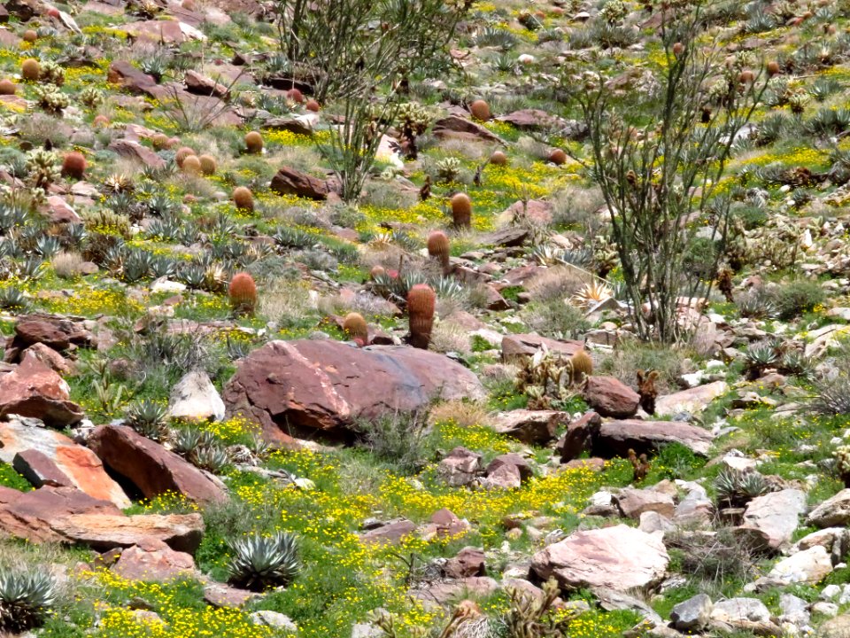 Wildflowers at Anza-Borrego Desert SP in CA