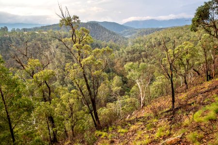 A view of Australia's native bush in the State of Victoria, with eucalyptus trees burned in a previous year's fire in the foreground.