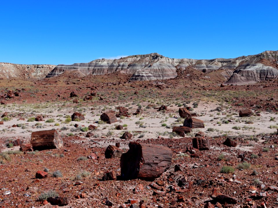 Petrified Forest NP in AZ