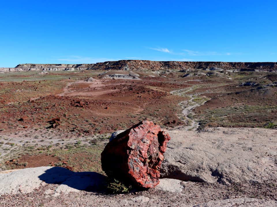 Petrified Forest NP in AZ