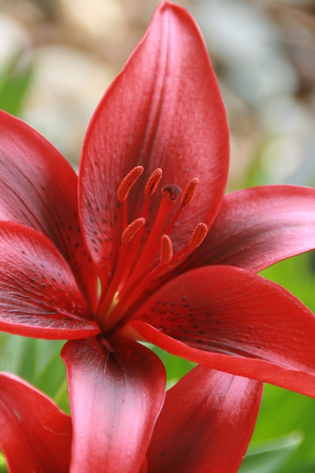 Summer flower red