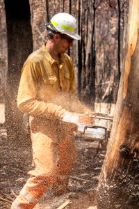 US Task Force faller cutting hazard trees