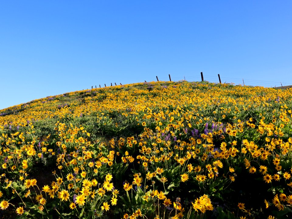 Dalles Mountain Ranch in WA