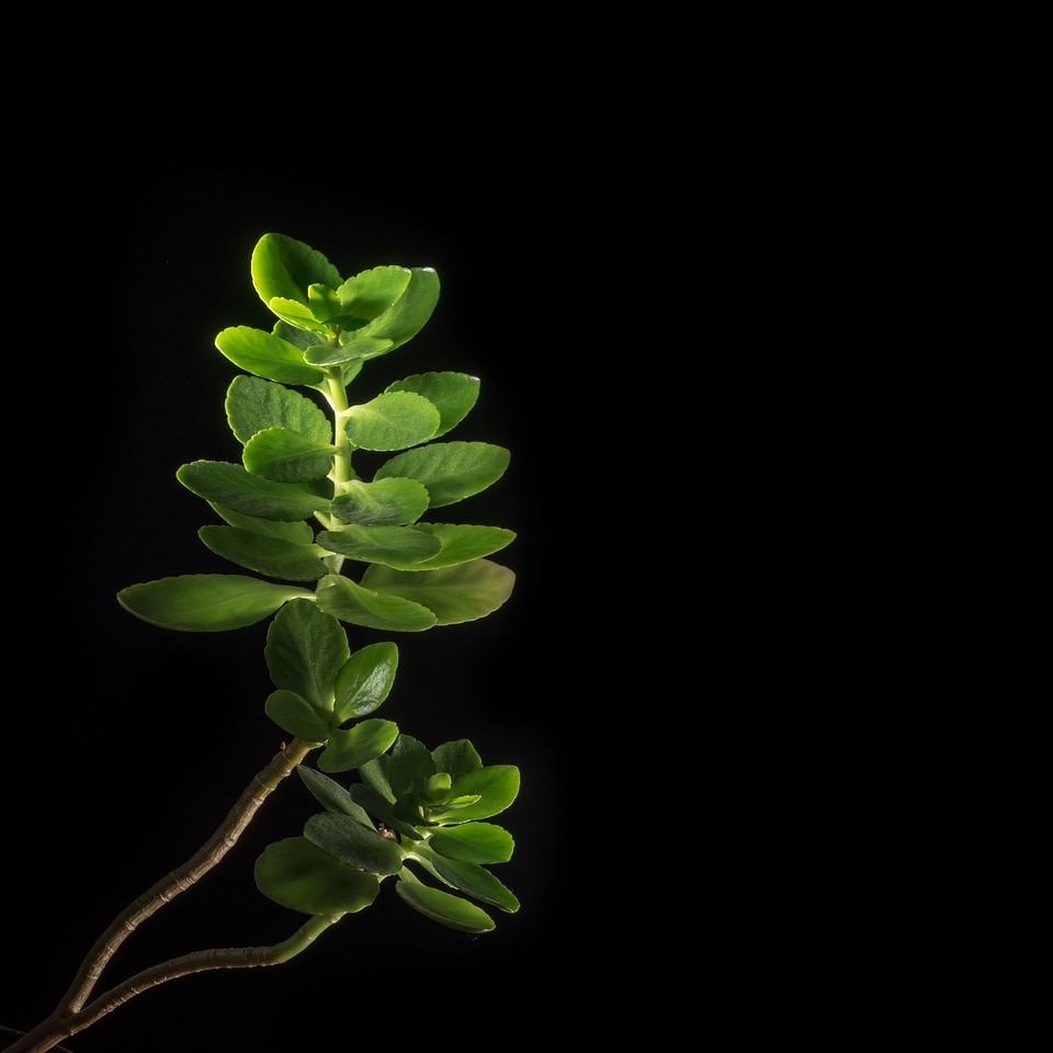 Nature spring green