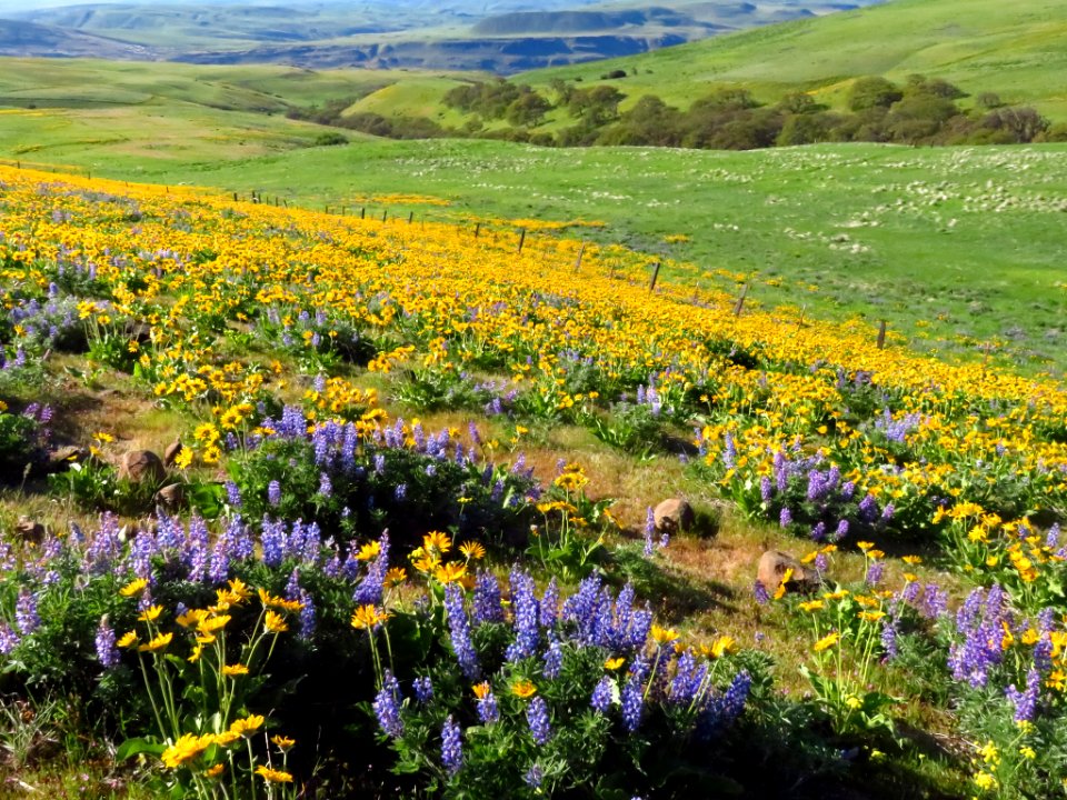 Dalles Mountain Ranch in WA