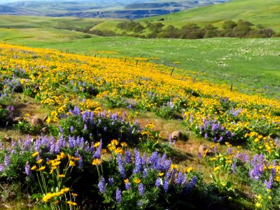 Dalles Mountain Ranch in WA
