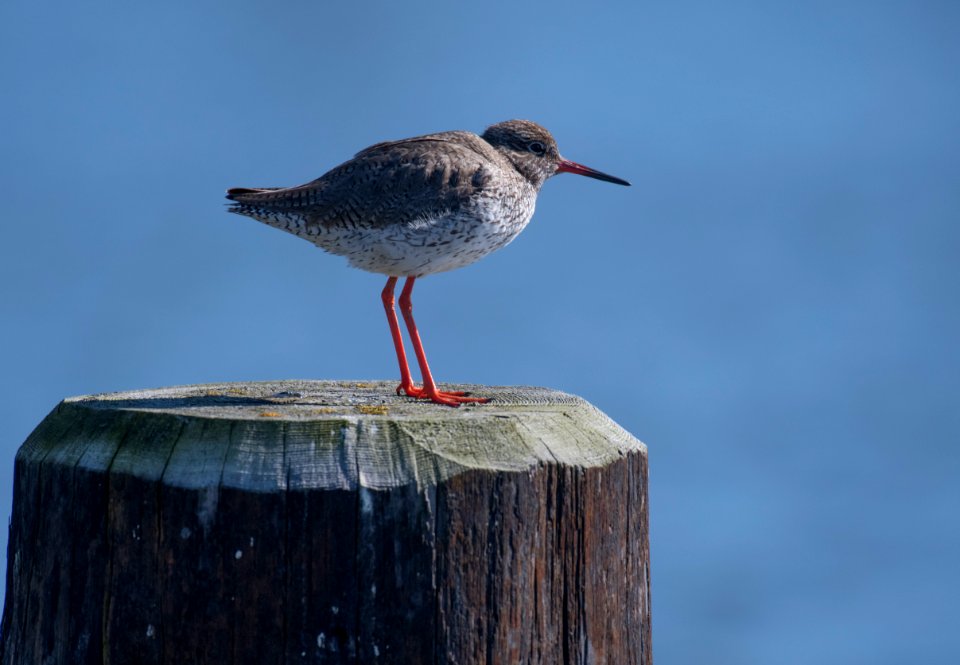 Redshenk (Tringa tetanus), Hallig Hooge