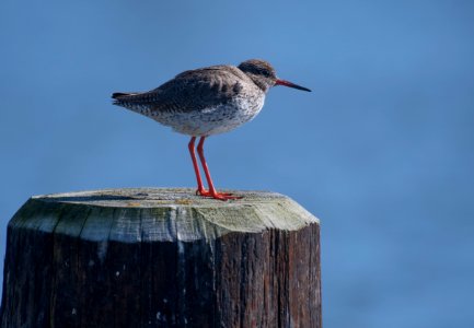 Redshenk (Tringa tetanus), Hallig Hooge