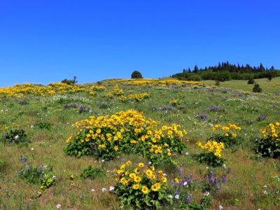 Coyote Wall Trail in WA