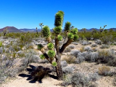 Mojave National Preserve in CA
