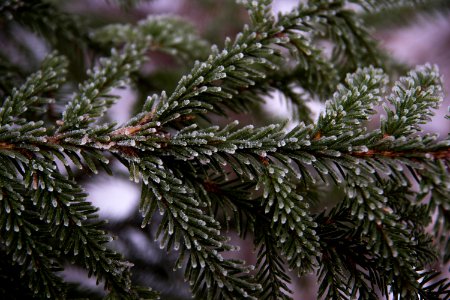 Frost covered spruce needles. photo