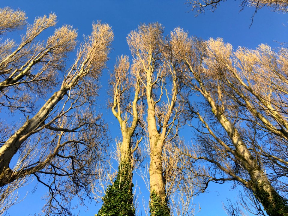 Victoria Park, Waterloo