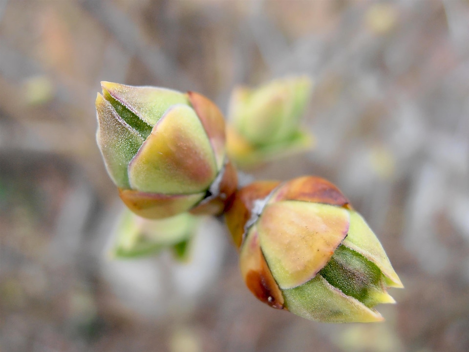 Nature natural plant