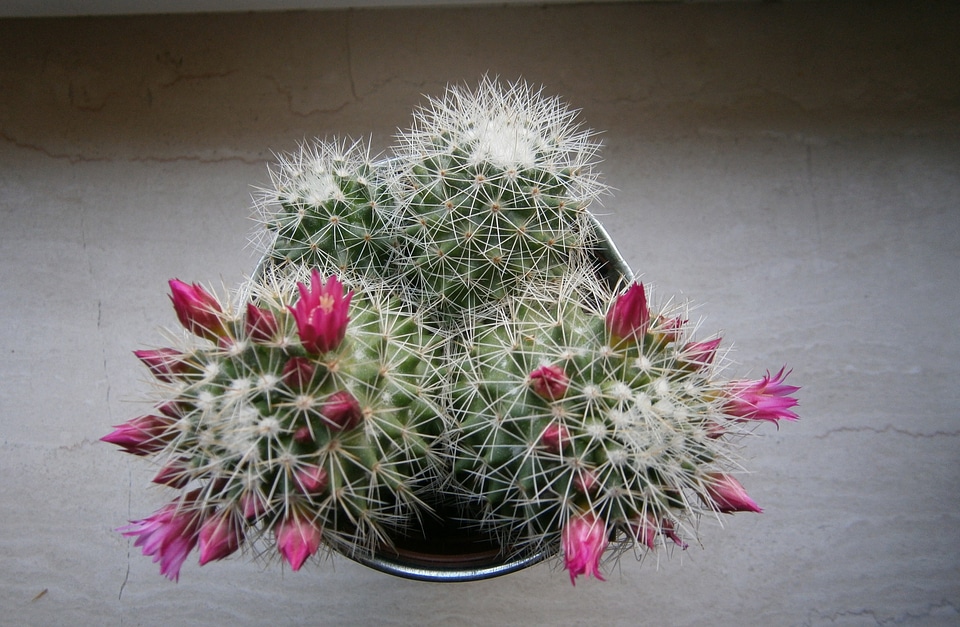 Thorns blossom bloom