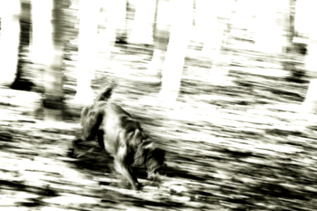 pasto-8