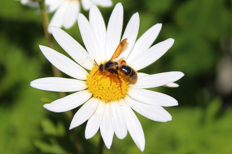 Pollination pollen yellow